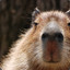 Mighty Capybara