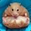 stor fed hamster