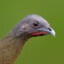 Plain Chachalaca