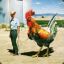 WhiteHonkey