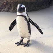 Penguin