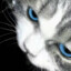 猫猫总经理