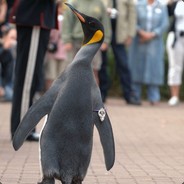 Sir Nils Olav II