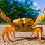 about 45 crabs in a trenchcoat