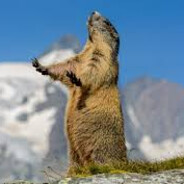 MystikalMarmot