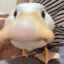 silly goos