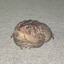 toad