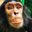 Chimpanzeeny