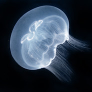 Dish_The_MoonJelly