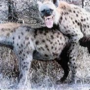 DuDiSt - Not Playing Anymore