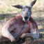 Kangaroo bloke