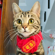 大货车司机贝塔