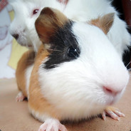 胸大奶甜人人爱