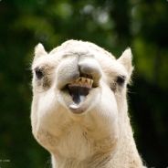 NathamelCamel