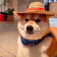 东京的窃贼手套