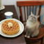 Cat like the waffle