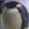 pingle