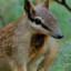 WingedNumbat