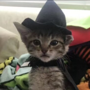 幻想万物真相谷女巫