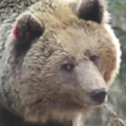 Tammrock's avatar