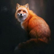 Fox VidloKe