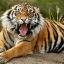 Panthera Tigris