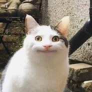 機掰喵喵