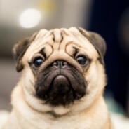 🅟🅗🅐🅝🅣🅞🅜🅩