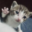 ˢᵖᵒᵐ