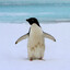 ▼Penguin▼