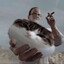 Crashout Carl