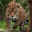 Onça-pintada(Jaguar)