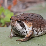 TR-71 "Hound of Hellmire"