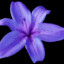 Violetlily【紫晋百合】