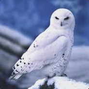 WhiteOwl
