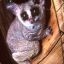 Galago