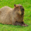 sweet capy