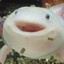 [1.Fjg] Axolotl