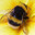 Ten Thousand and Three Bees