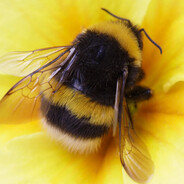 Ten Thousand and Three Bees