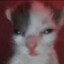 whiskas