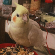 Pintu The Feathered