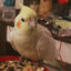 Pintu The Feathered