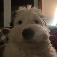 Metro Groomin