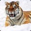 AngryTiger