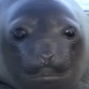 Seal