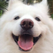 rush->died->play with my phone