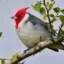 Aves Argentinas