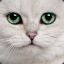 猫狗大战