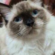 她与残局皆遗憾